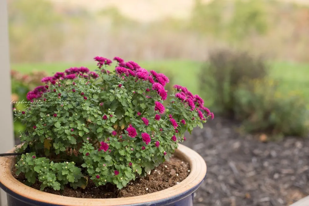 Affordable lawn care service in Rogersville, MO by Elite Outdoor Innovations