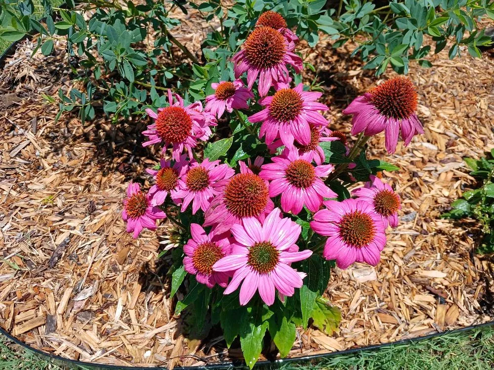 Custom lawn mowing service for homes in Tulsa, OK by Elite Outdoor Services