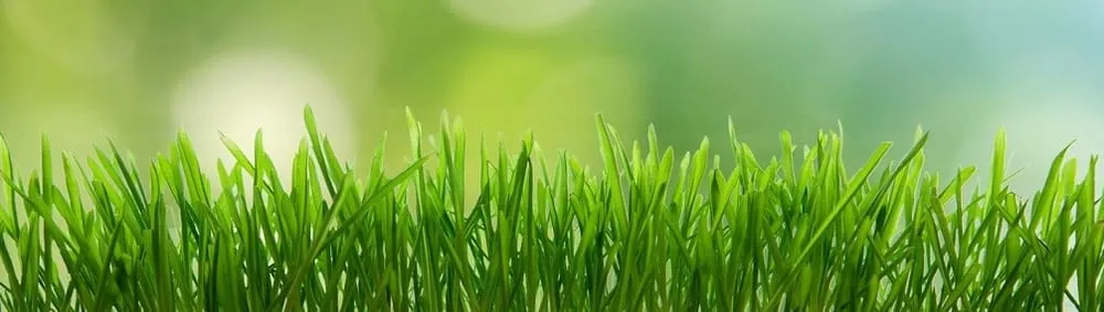 Trusted yard cleanup service in Winchester, CA by Elite Plus Landscape Maintenance & Design