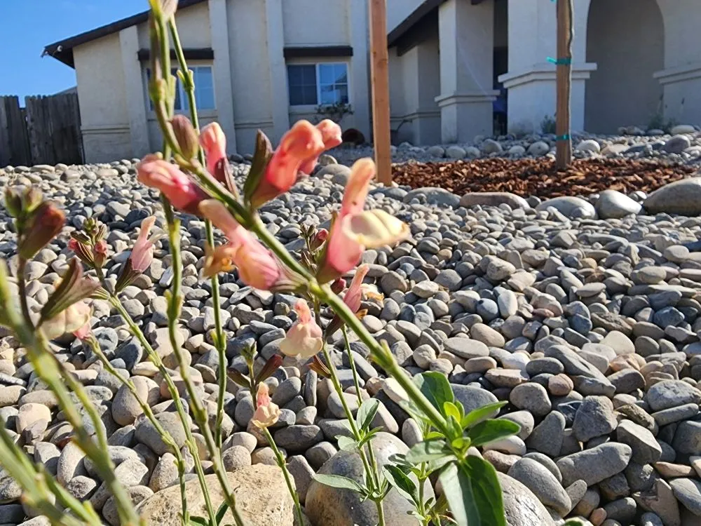 Expert landscape installation near you in Princeton, TX by Elite Pros