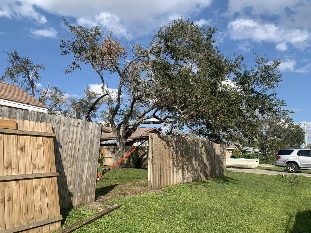 Professional landscape design in Sarasota, FL - Elite Quality Tree