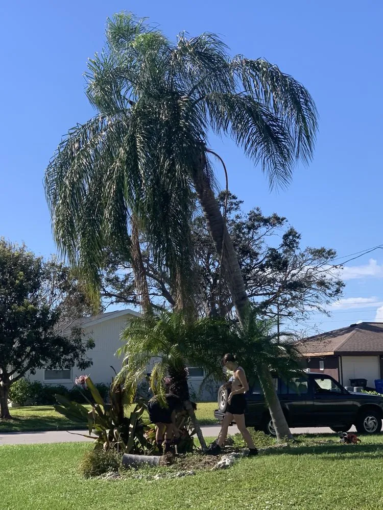 Affordable lawn care service for outdoor upgrades across Sarasota, FL - Elite Quality Tree