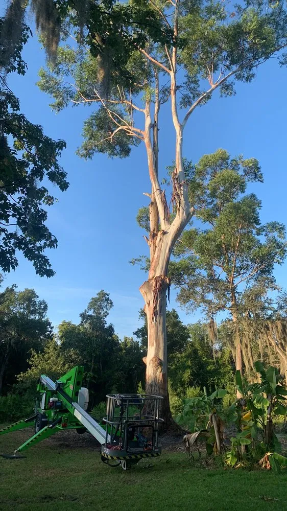 Professional yard maintenance in Sarasota, FL - Elite Quality Tree