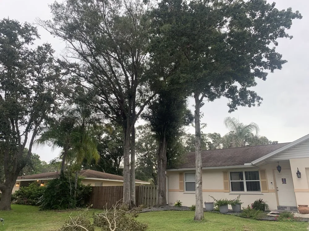Custom lawn care service in Sarasota, FL - Elite Quality Tree