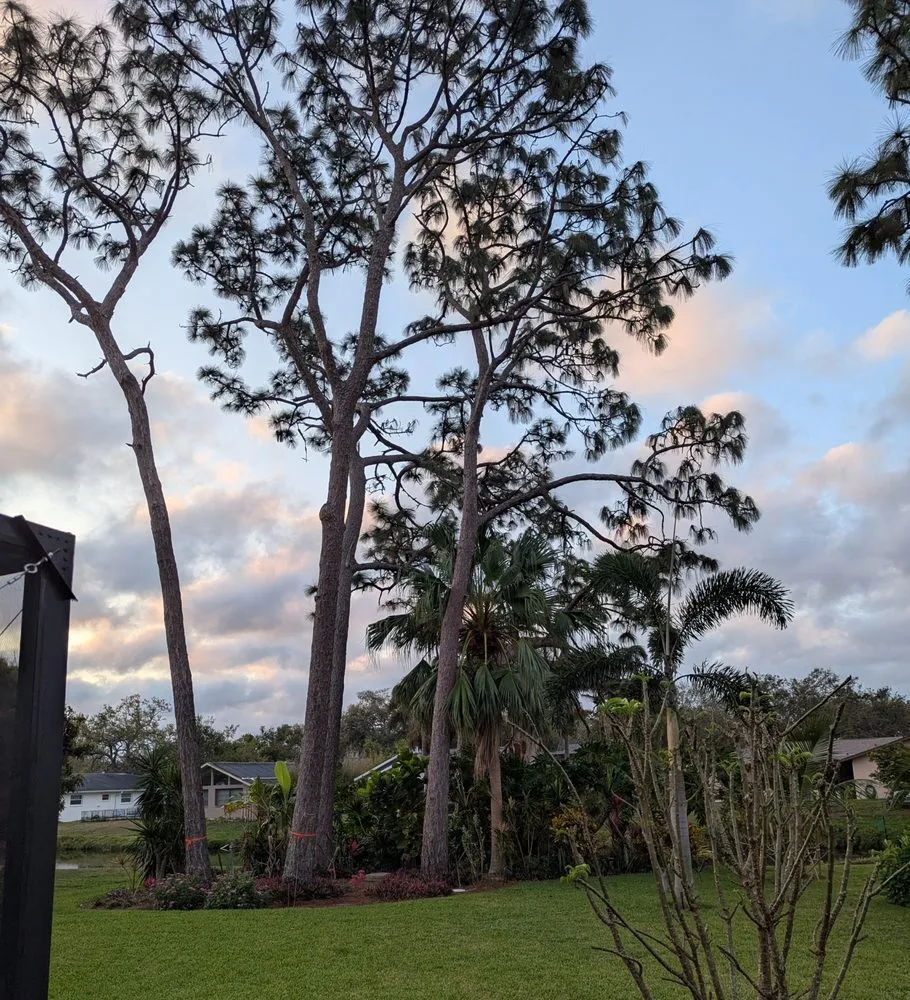 Local landscape installation in Sarasota, FL by Elite Quality Tree