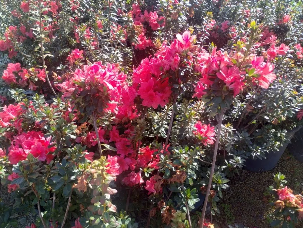 Local landscape design experts serving Bradenton, FL - Elite Scapes