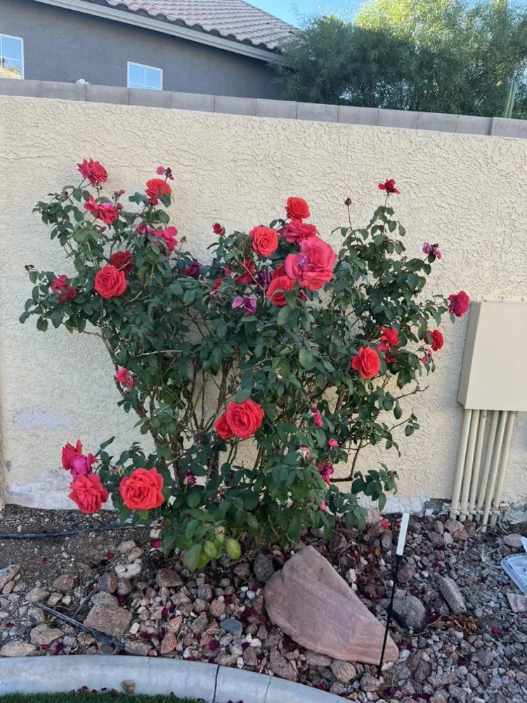 Top-rated lawn care service experts serving Las Vegas, NV - Elite Service Landscaping