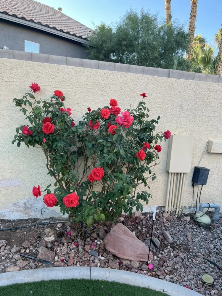 Expert residential landscaping experts serving Las Vegas, NV - Elite Service Landscaping