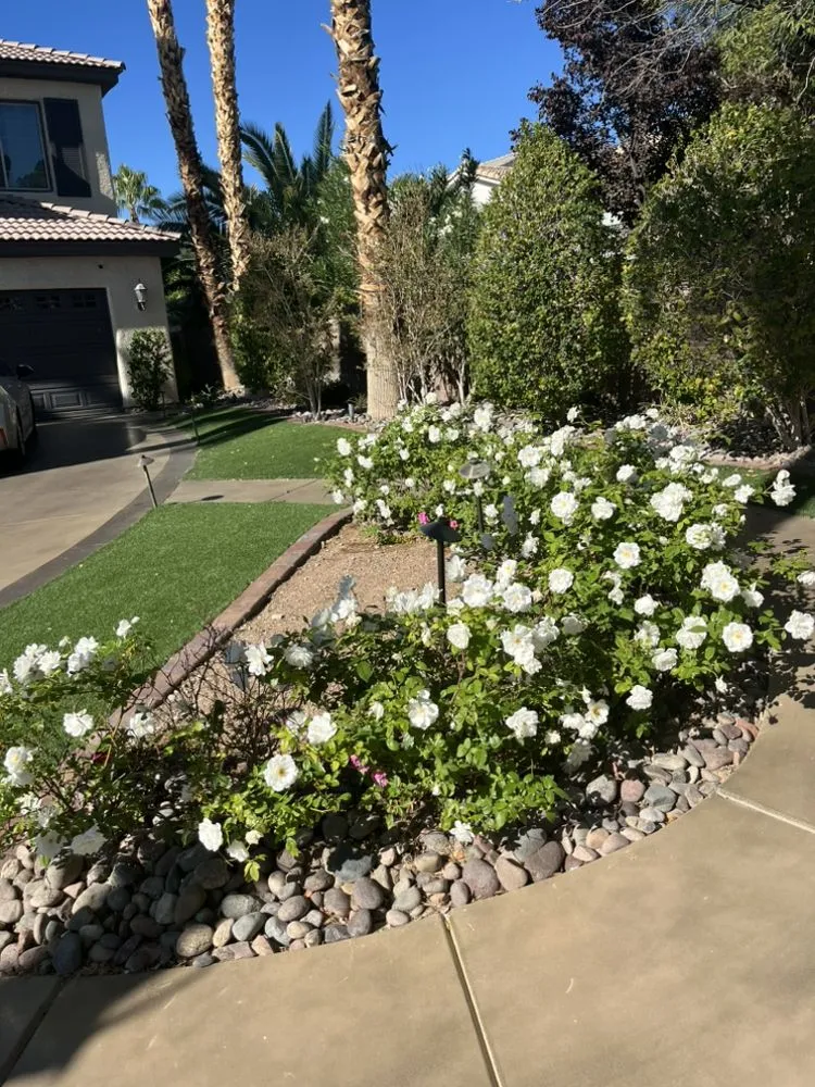 Reliable lawn mowing service for residential properties in Las Vegas, NV by Elite Service Landscaping