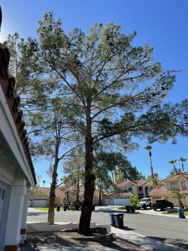 Expert lawn care service in Las Vegas, NV - Elite Service Landscaping