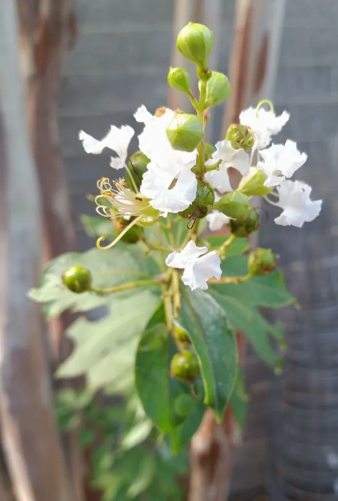 Reliable landscape design with custom design in Tucson, AZ by Elite Services Az