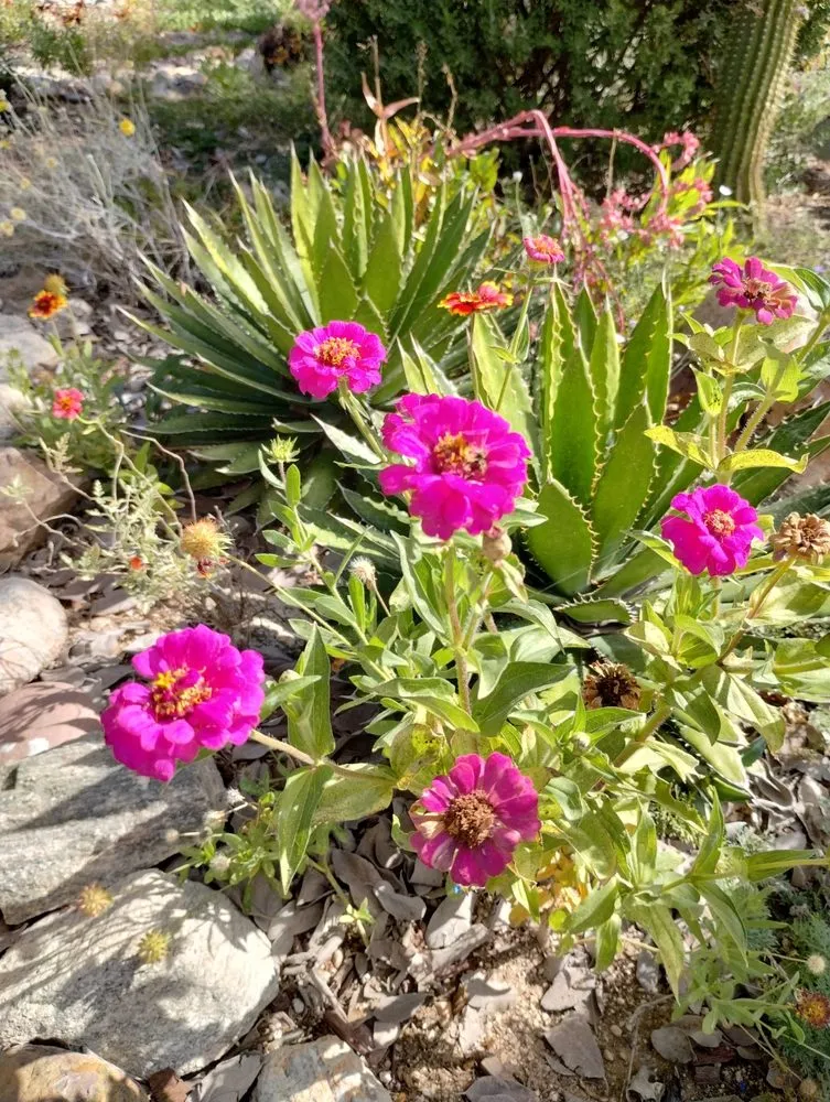 Trusted yard cleanup service with custom design in Tucson, AZ by Elite Services Az