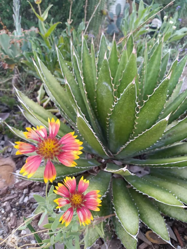 Top-rated lawn mowing service for residential properties across Tucson, AZ - Elite Services Az