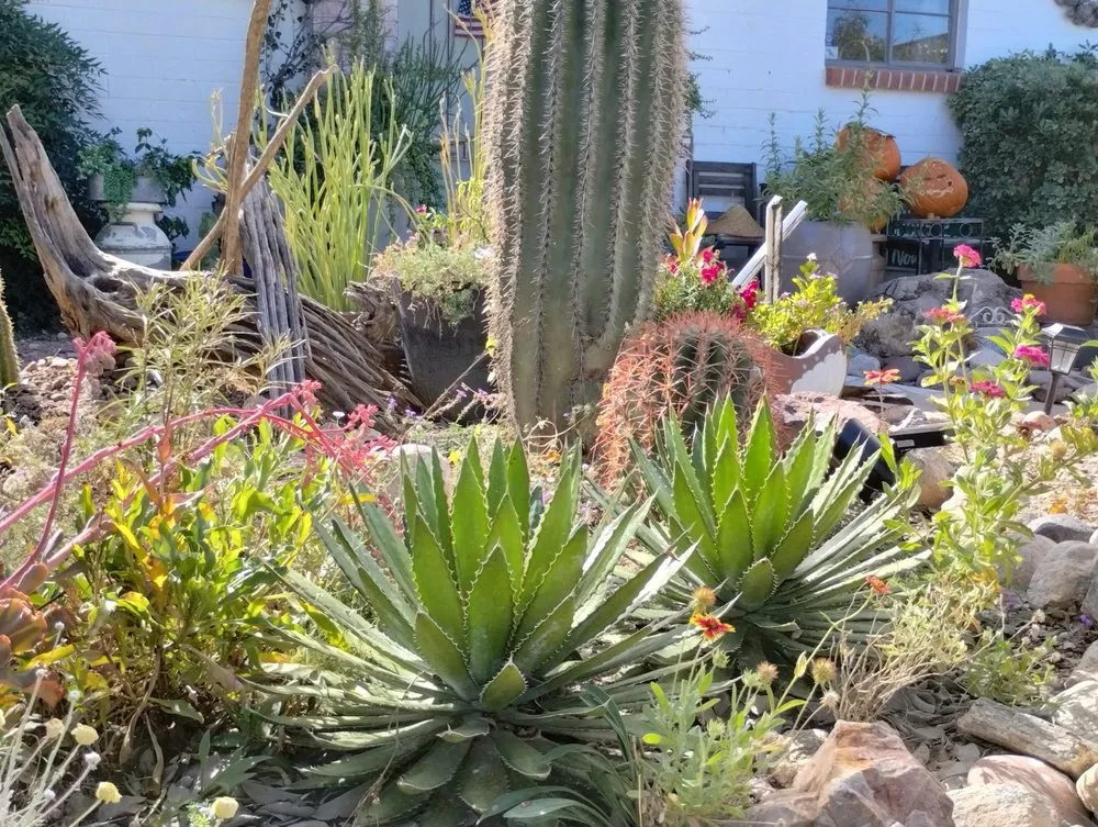 Reliable landscape design in Tucson, AZ - Elite Services Az