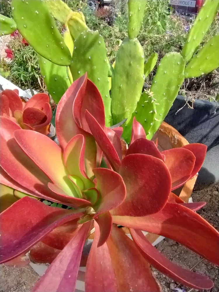 Custom landscaping services in Tucson, AZ by Elite Services Az