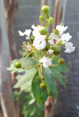 Elite Services Az Logo