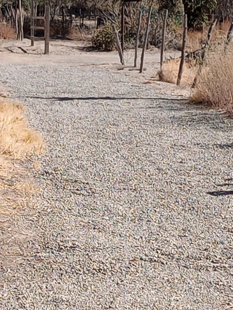 Expert lawn care service with custom design in Kirtland, NM by Elite Skilled Labors