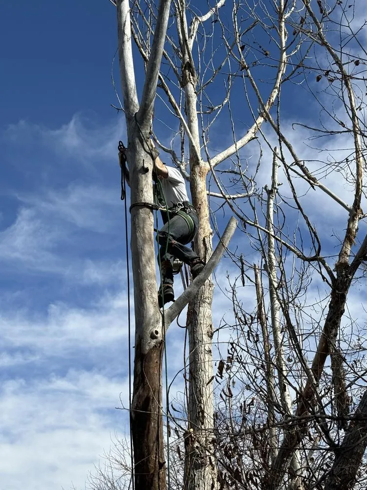 Expert lawn care service in Windsor, CO by Elite Tree & Land Care