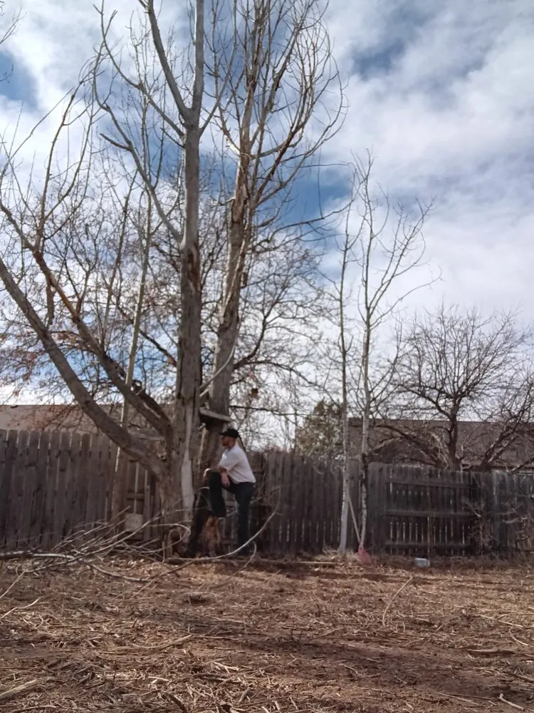 Top-rated landscape installation for residential properties across Windsor, CO - Elite Tree & Land Care
