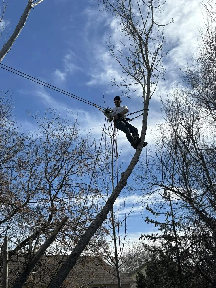 Expert yard maintenance for residential properties in Windsor, CO by Elite Tree & Land Care