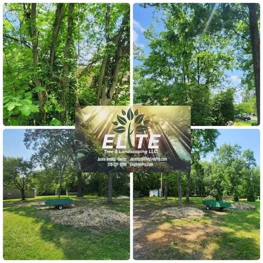 Affordable yard cleanup service near you in Paducah, KY by Elite Tree & Landscaping