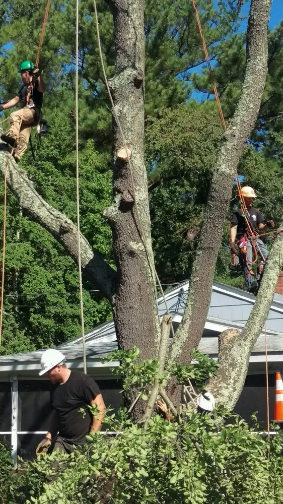 Top-rated yard maintenance experts serving Houston, DE - Elite Tree & Lawn Landscaping