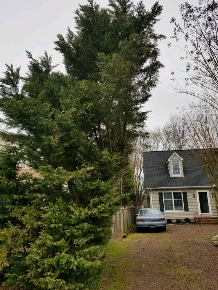 Local yard maintenance experts serving Houston, DE - Elite Tree & Lawn Landscaping