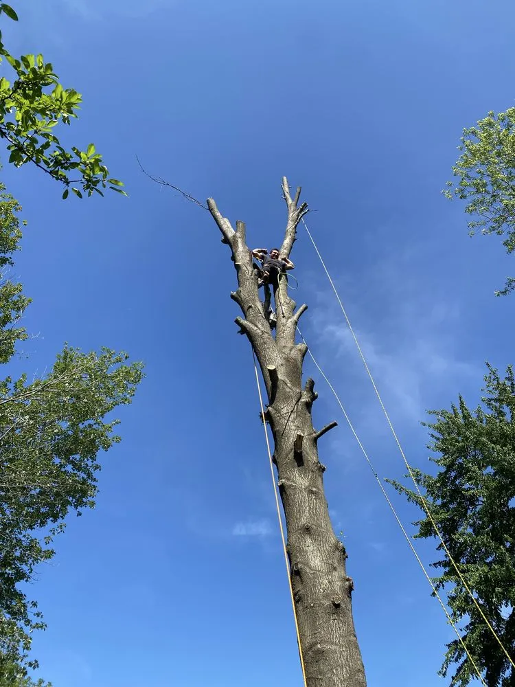 Reliable yard cleanup service near you across Troy, MO - Elite Tree And Land Management