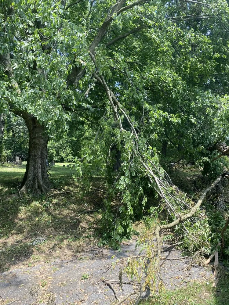 Top-rated lawn mowing service in Plainfield, IN - Elite Tree Service and Property Management Group