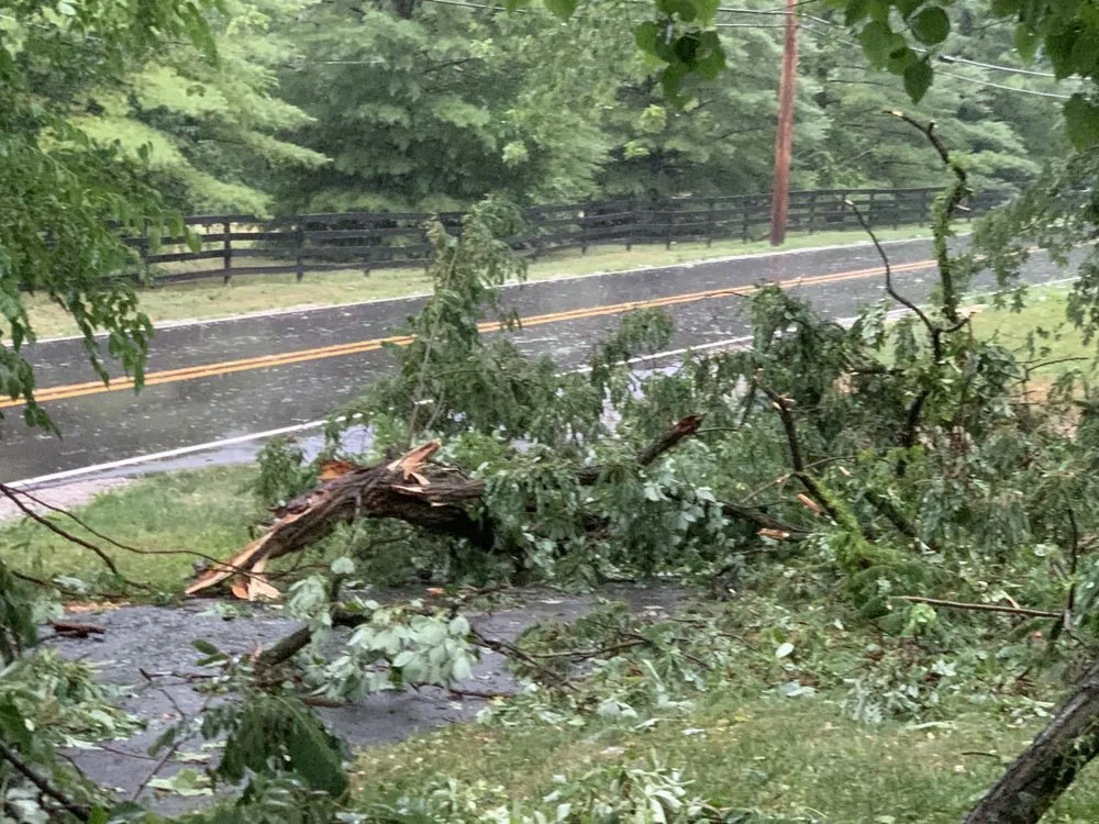 Expert yard cleanup service experts serving Plainfield, IN - Elite Tree Service and Property Management Group