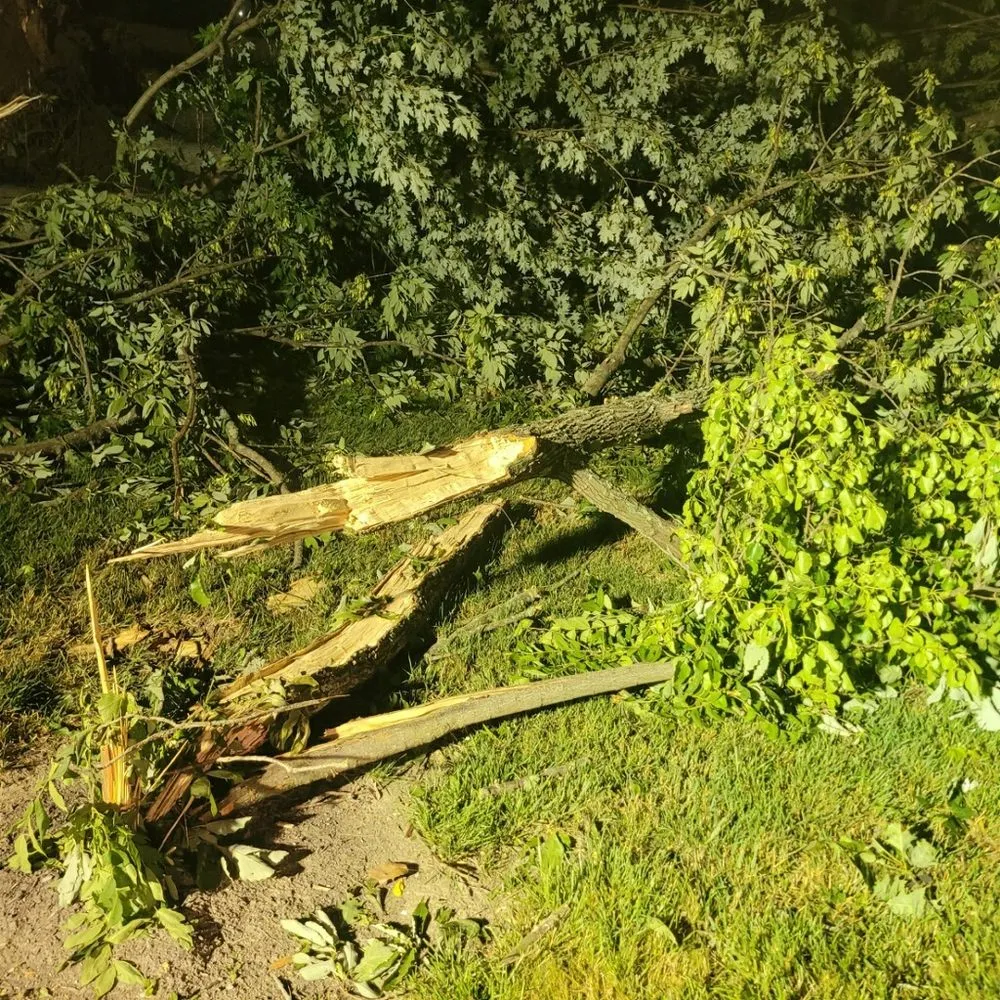 Top-rated yard maintenance experts serving Plainfield, IN - Elite Tree Service and Property Management Group