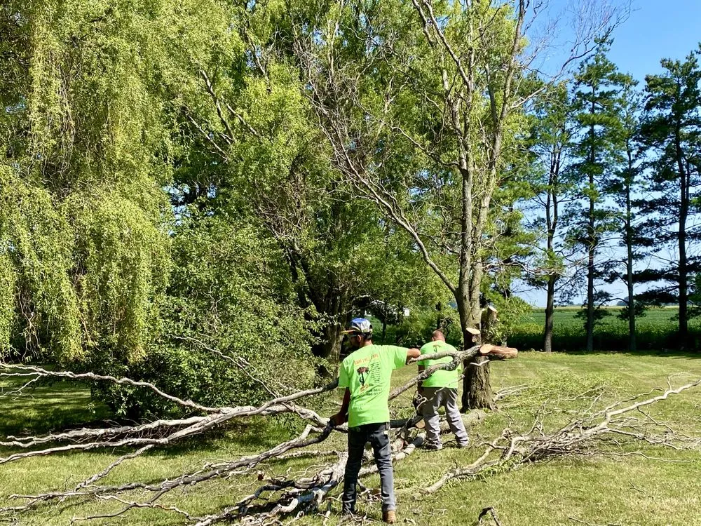 Trusted lawn care service in Plainfield, IN - Elite Tree Service and Property Management Group
