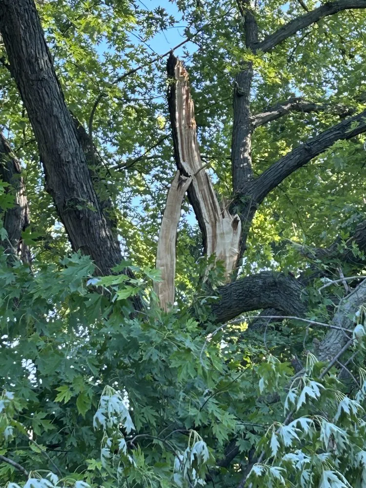 Top-rated landscape installation for year-round maintenance across Plainfield, IN - Elite Tree Service and Property Management Group