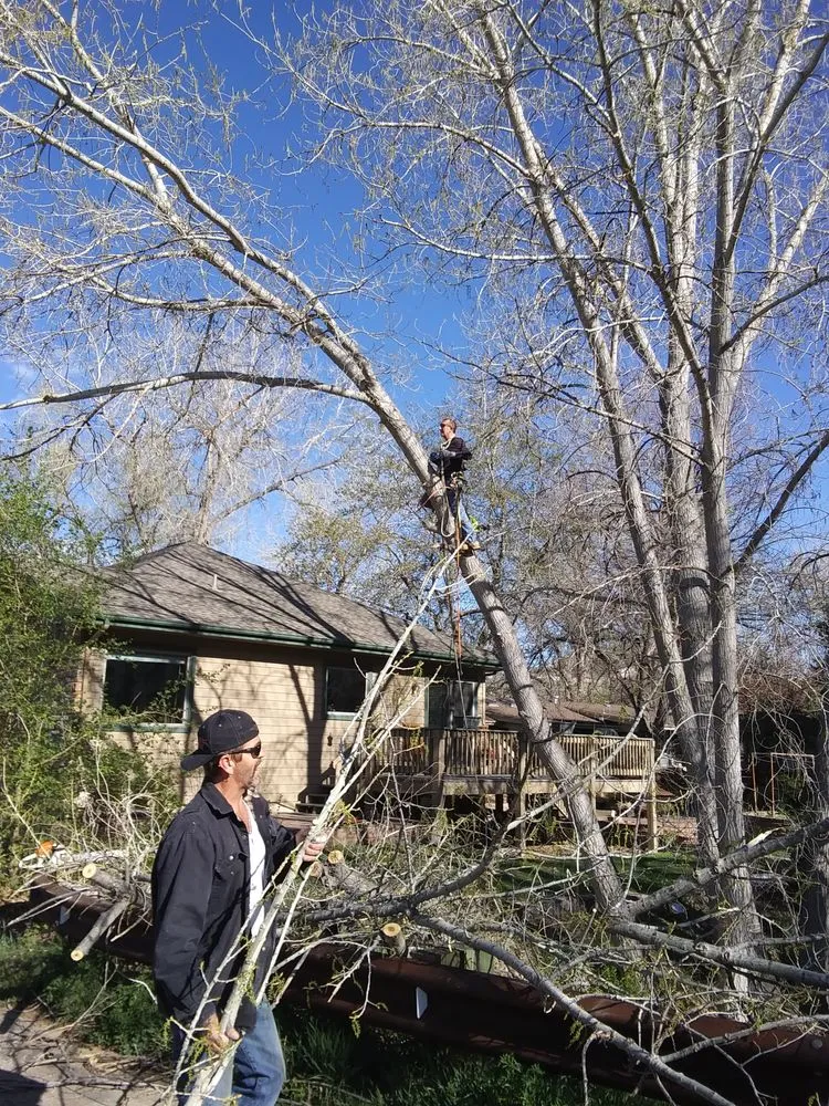 Expert outdoor landscaping in Golden, CO - Elite Tree Service