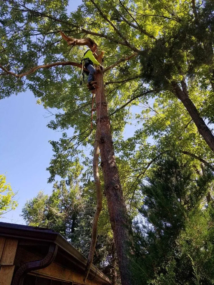 Professional lawn mowing service for homes in Golden, CO by Elite Tree Service