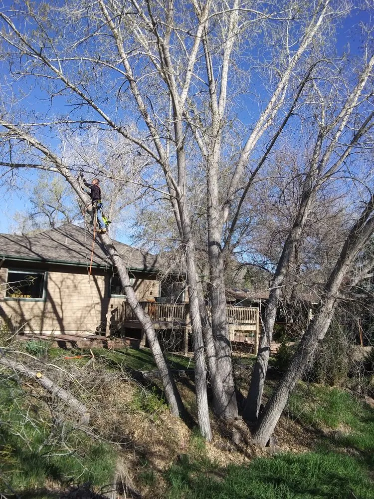 Top-rated yard maintenance in Golden, CO - Elite Tree Service