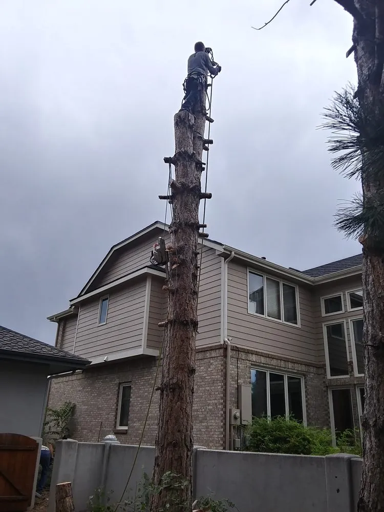 Top-rated residential landscaping near you in Golden, CO by Elite Tree Service