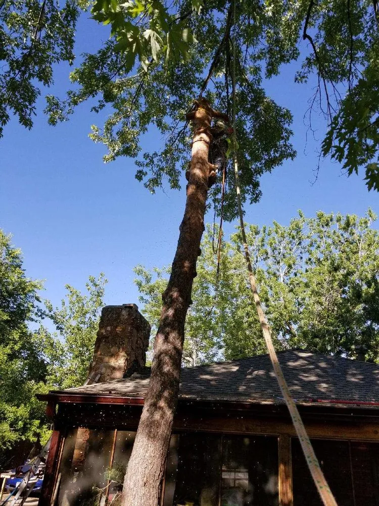 Reliable yard maintenance in Golden, CO by Elite Tree Service