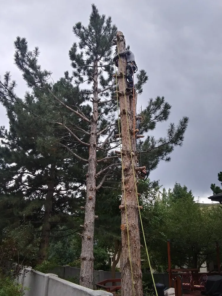 Trusted landscaping services experts serving Golden, CO - Elite Tree Service