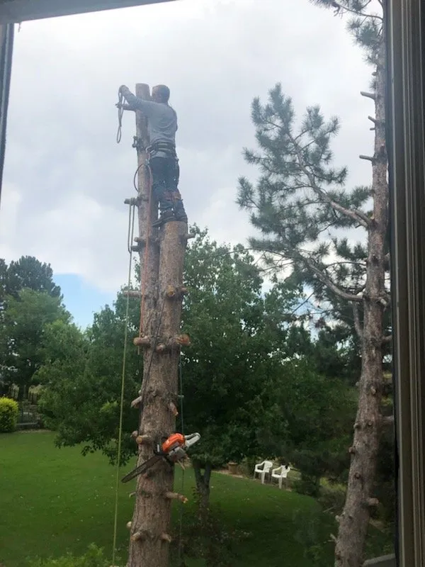 Trusted yard cleanup service with custom design across Golden, CO - Elite Tree Service