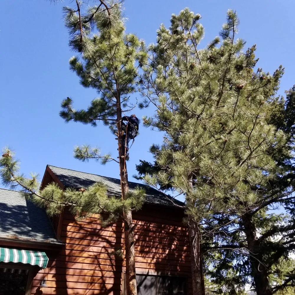 Affordable outdoor landscaping in Golden, CO - Elite Tree Service