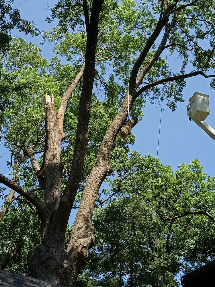 Professional yard cleanup service in Shawnee, KS - Elite Tree Service