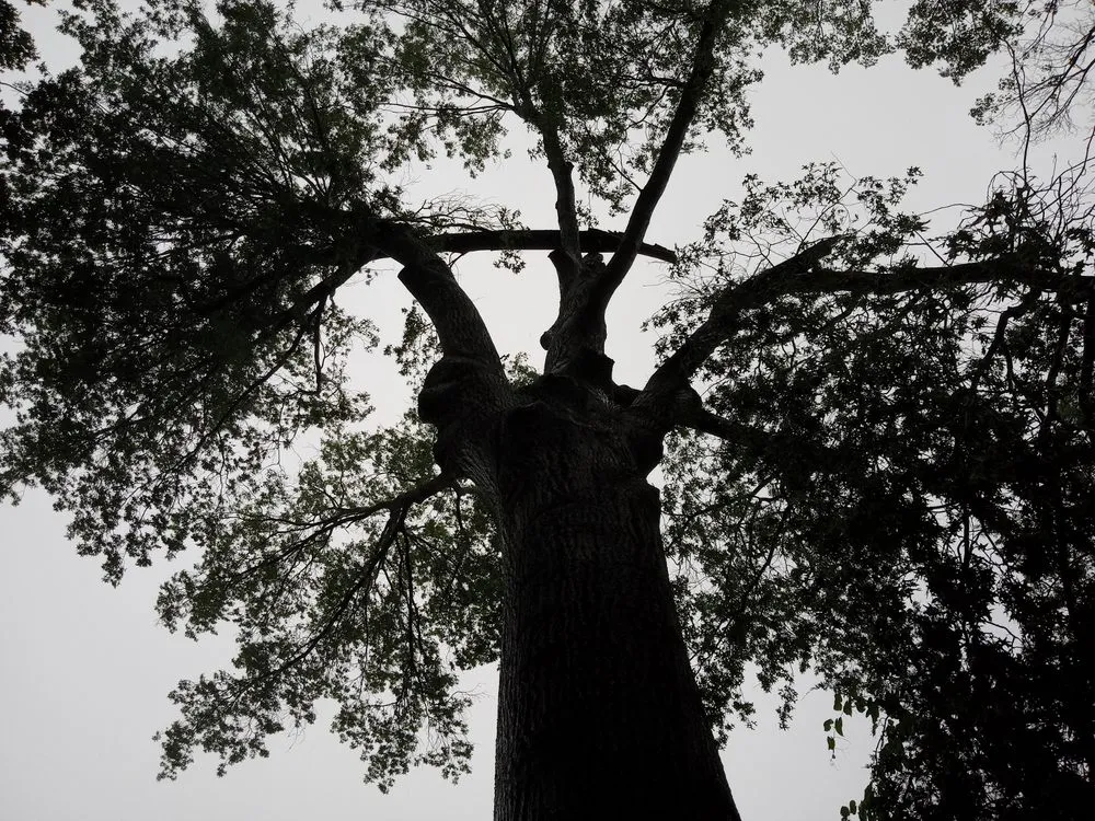 Local garden landscaping for residential properties across Shawnee, KS - Elite Tree Service