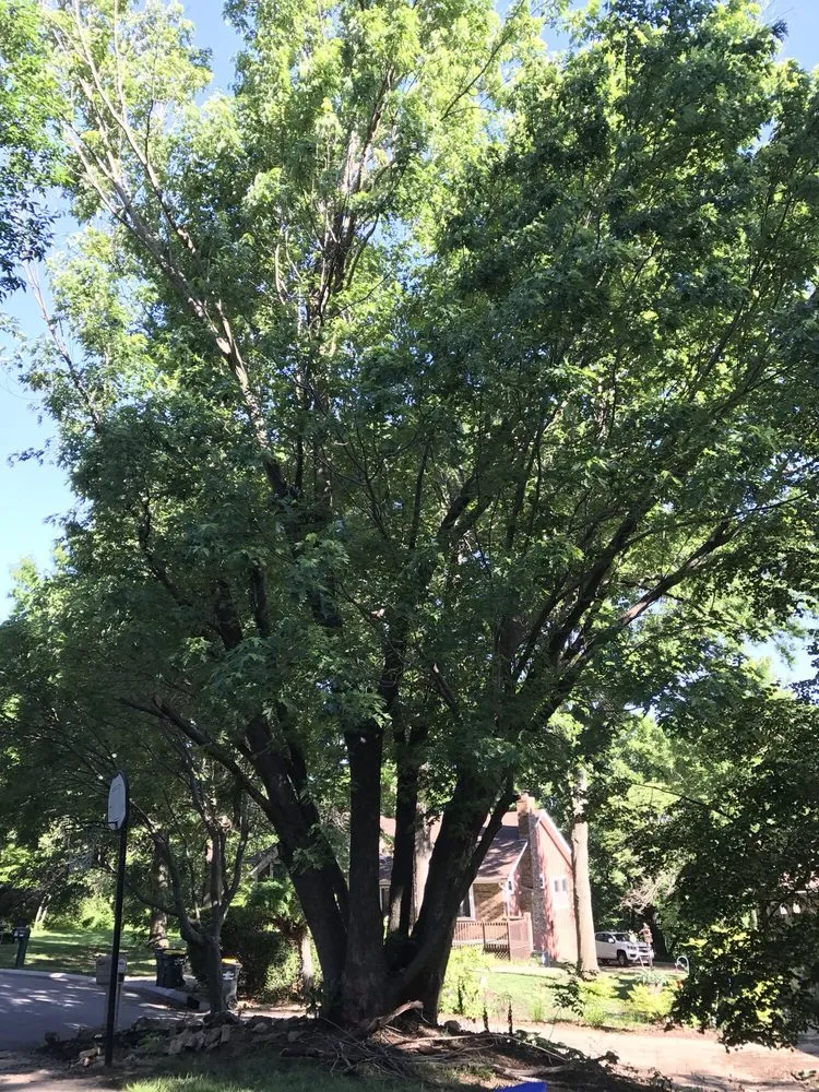 Top-rated residential landscaping in Shawnee, KS by Elite Tree Service