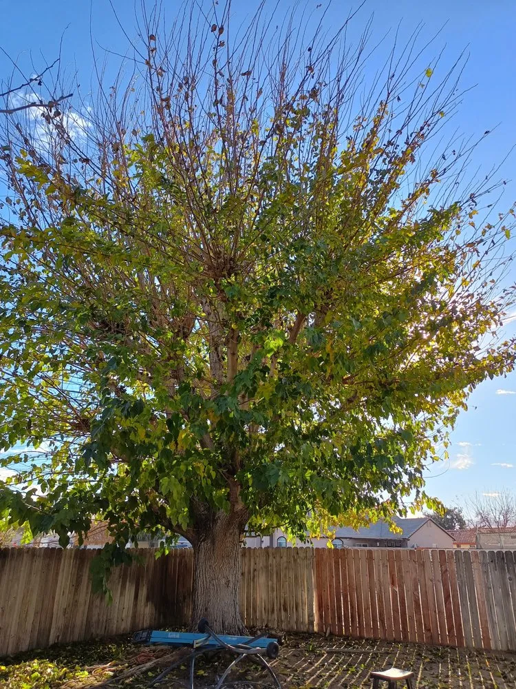 Expert yard maintenance in Apple Valley, CA by Elite Tree Services And Landscaping