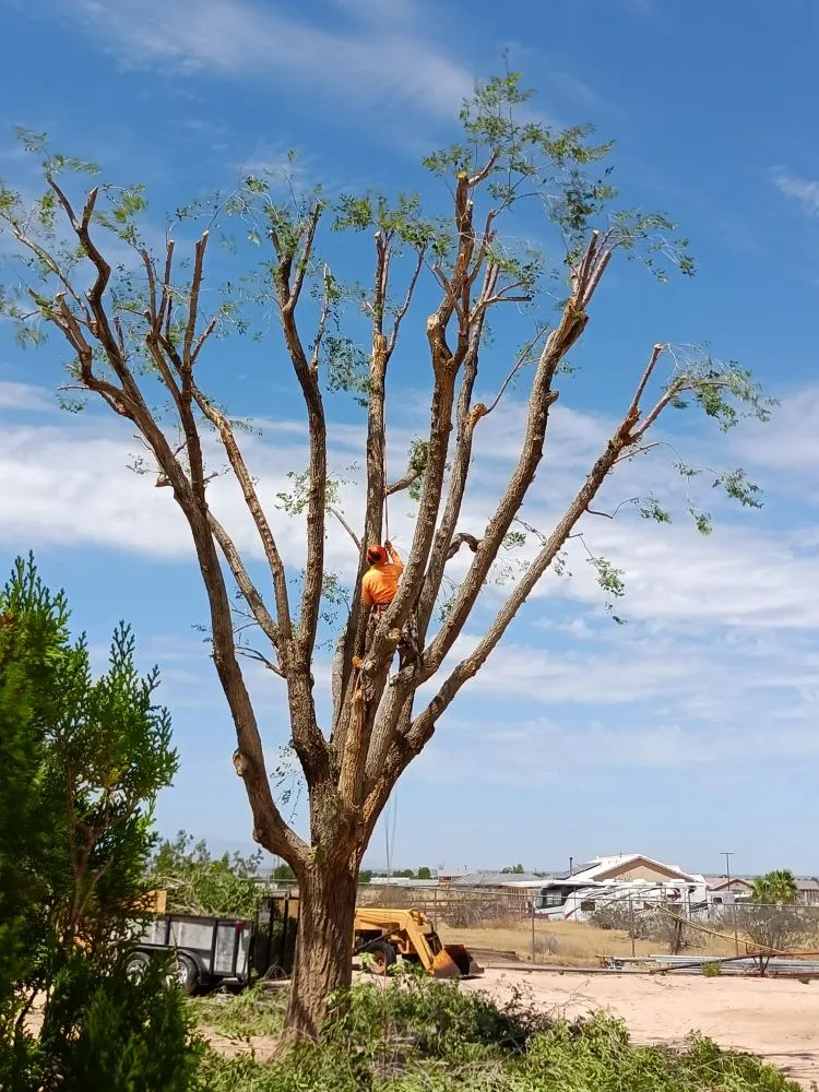 Expert lawn mowing service experts serving Apple Valley, CA - Elite Tree Services And Landscaping