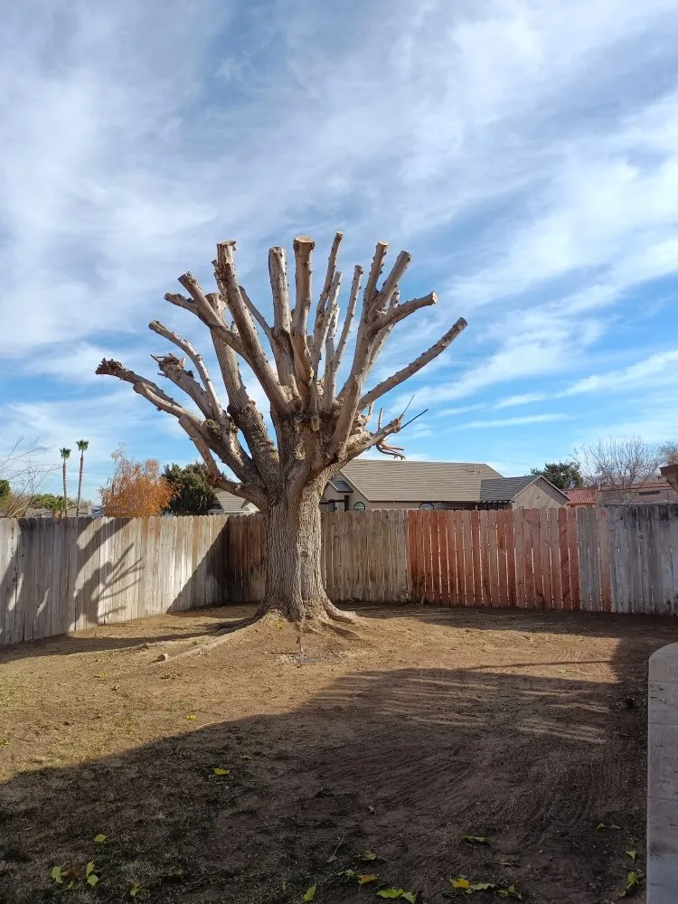 Reliable landscape design for homes across Apple Valley, CA - Elite Tree Services And Landscaping