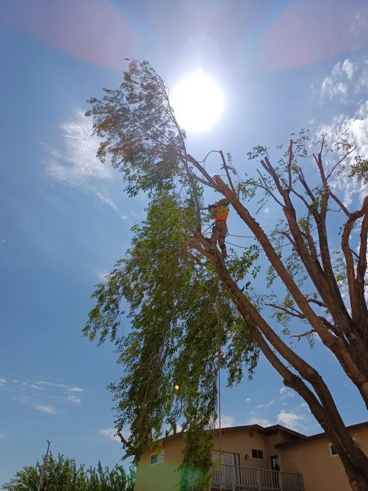 Top-rated residential landscaping experts serving Apple Valley, CA - Elite Tree Services And Landscaping