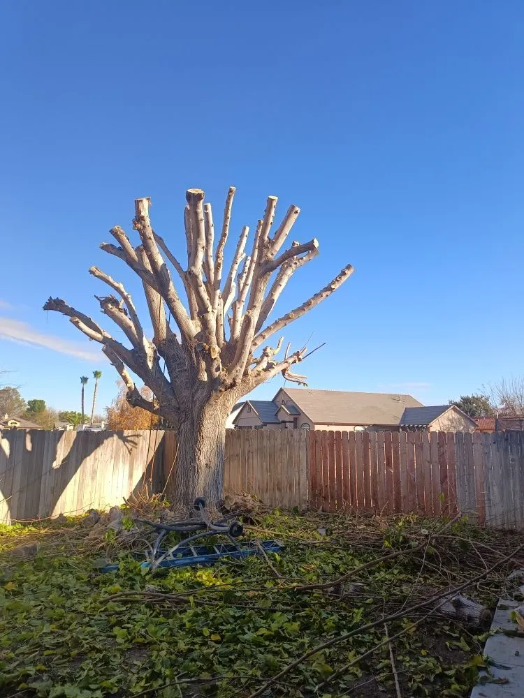 Local residential landscaping for year-round maintenance in Apple Valley, CA by Elite Tree Services And Landscaping