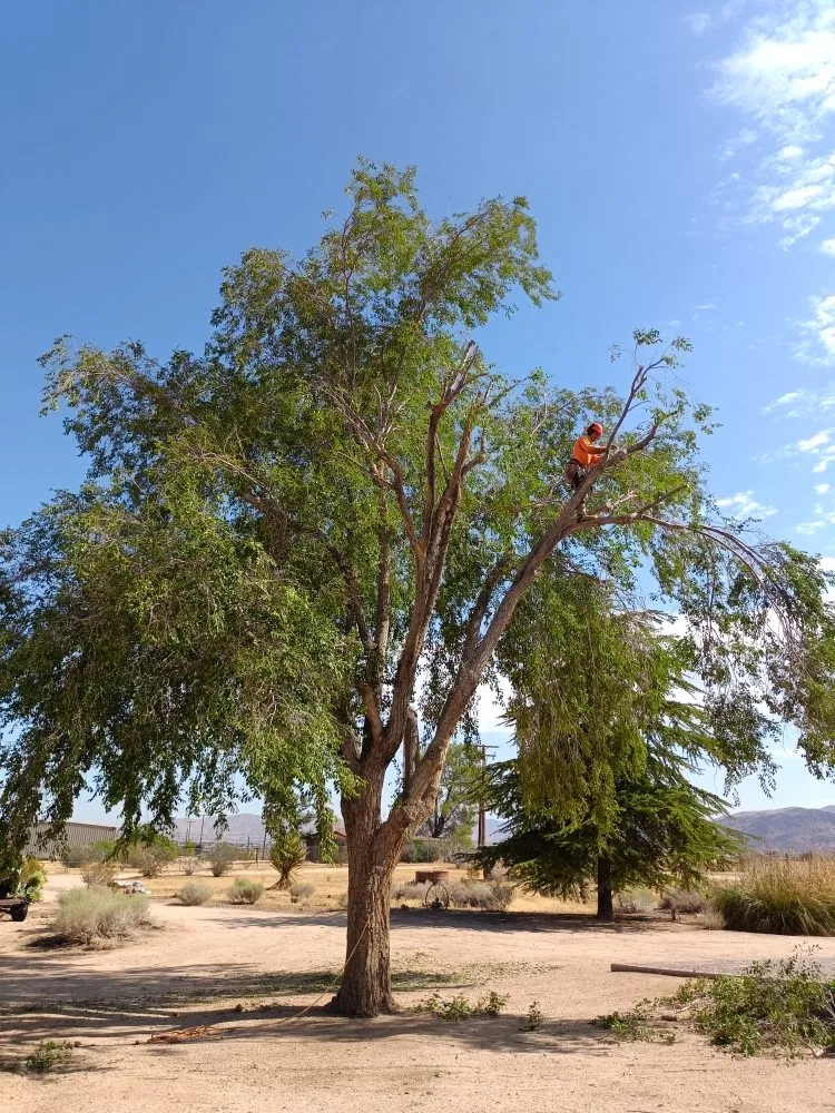 Trusted garden landscaping in Apple Valley, CA - Elite Tree Services And Landscaping